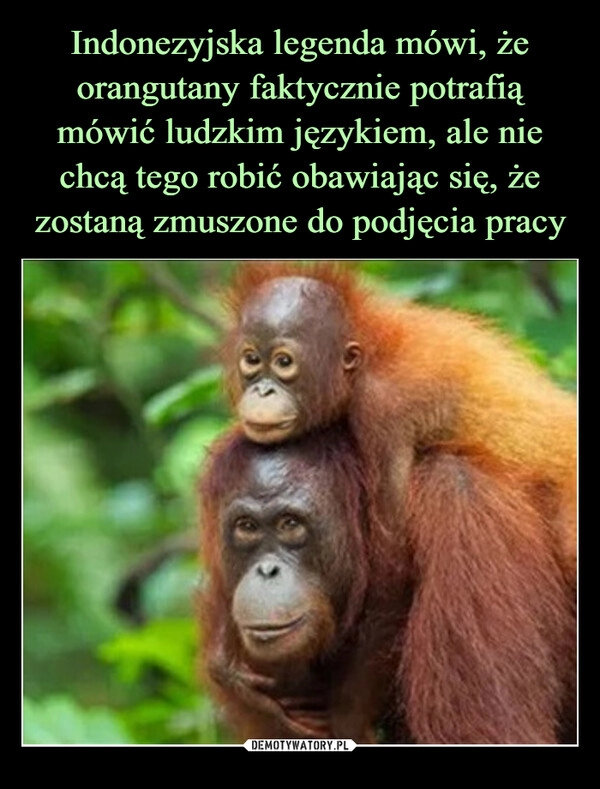 
    Indonezyjska legenda mówi, że
orangutany faktycznie potrafią mówić ludzkim językiem, ale nie chcą tego robić obawiając się, że zostaną zmuszone do podjęcia pracy