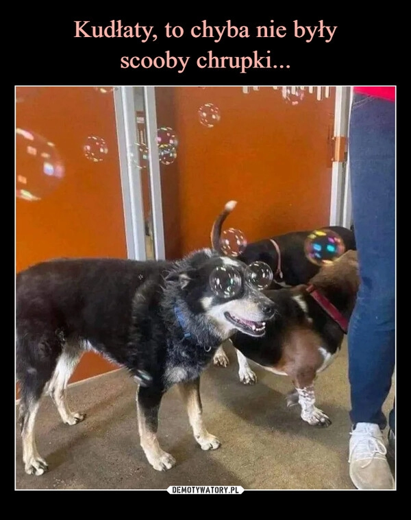 
    Kudłaty, to chyba nie były
scooby chrupki...