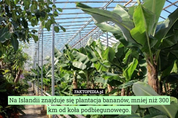 
    Na Islandii znajduje się plantacja bananów, mniej niż 300 km od koła podbiegunowego.