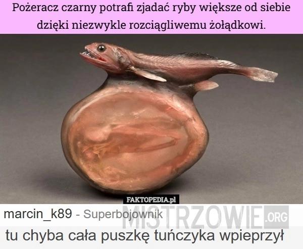 
    Pożeracz czarny