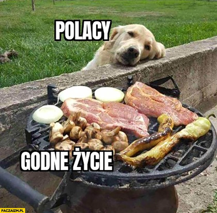 
    Polacy godne życie pies patrzący na mięso na grillu