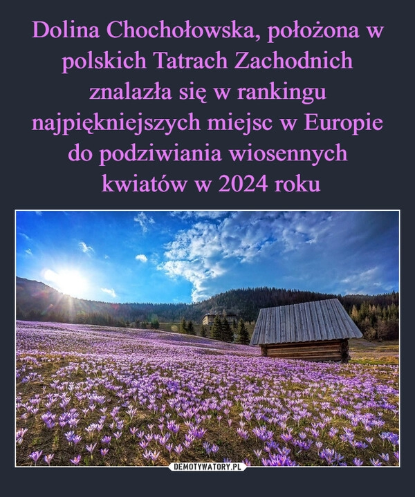 
    Dolina Chochołowska, położona w polskich Tatrach Zachodnich znalazła się w rankingu najpiękniejszych miejsc w Europie do podziwiania wiosennych
 kwiatów w 2024 roku