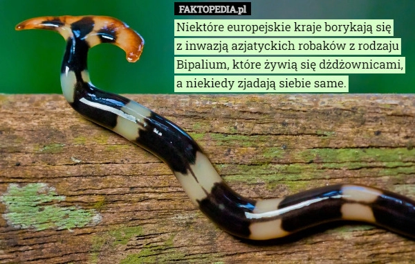 
    Niektóre europejskie kraje borykają się
z inwazją azjatyckich robaków z