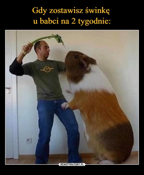 
    Gdy zostawisz świnkę 
u babci na 2 tygodnie: