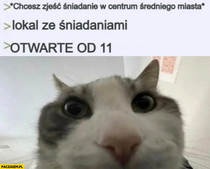 
    Kot chcesz zjeść śniadanie w centrum miasta, lokal ze śniadaniami, otwarte od 11