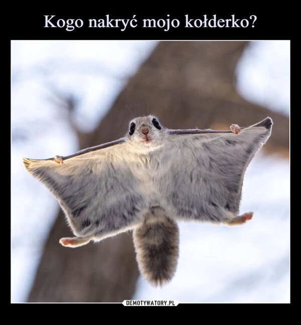 
    Kogo nakryć mojo kołderko?