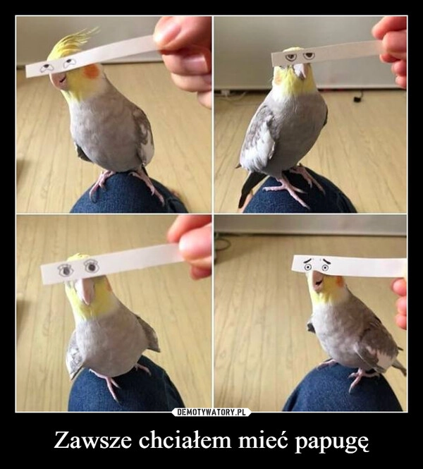 
    Zawsze chciałem mieć papugę