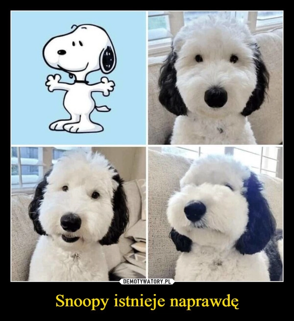 
    Snoopy istnieje naprawdę