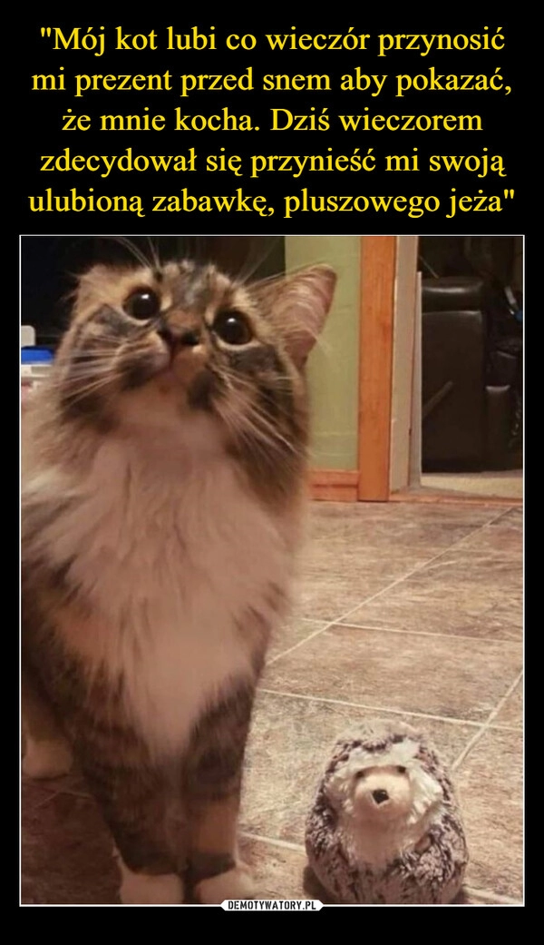 
    "Mój kot lubi co wieczór przynosić mi prezent przed snem aby pokazać, że mnie kocha. Dziś wieczorem zdecydował się przynieść mi swoją ulubioną zabawkę, pluszowego jeża"