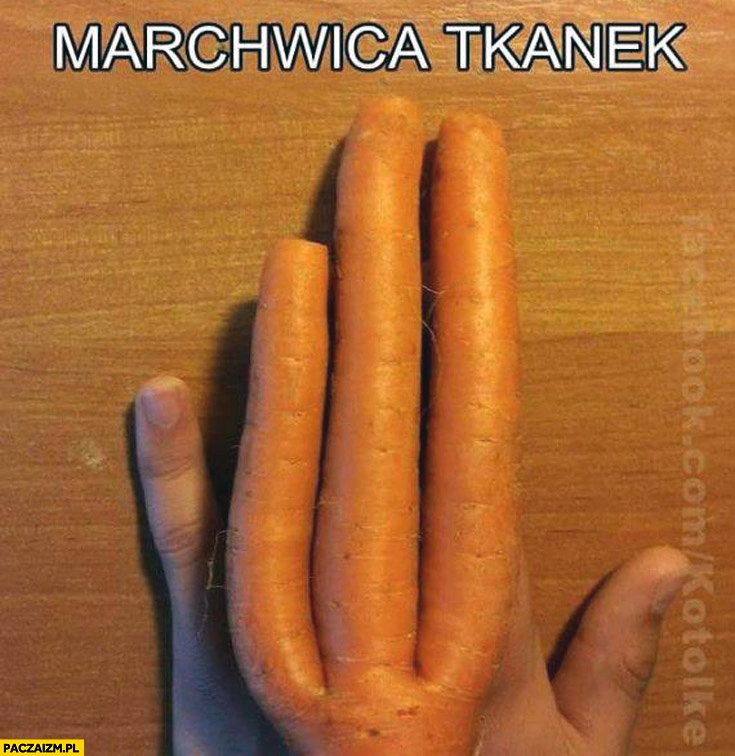 
    Marchwica tkanek ręka marchewka