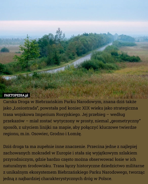 
    Carska Droga w Biebrzańskim Parku Narodowym, znana dziś także jako „Łosiostrada”,