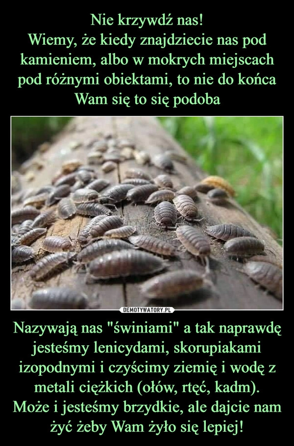 
    Nie krzywdź nas!
Wiemy, że kiedy znajdziecie nas pod kamieniem, albo w mokrych miejscach pod różnymi obiektami, to nie do końca Wam się to się podoba Nazywają nas "świniami" a tak naprawdę jesteśmy lenicydami, skorupiakami izopodnymi i czyścimy ziemię i wodę z metali ciężkich (ołów, rtęć, kadm).
Może i jesteśmy brzydkie, ale dajcie nam żyć żeby Wam żyło się lepiej!