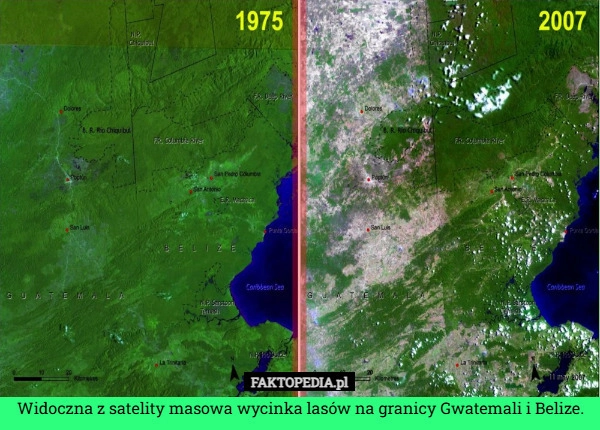 
    Widoczna z satelity masowa wycinka lasów na granicy Gwatemali i Belize.