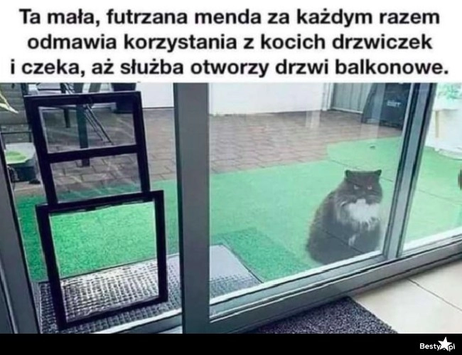 
    Mała futrzana menda 