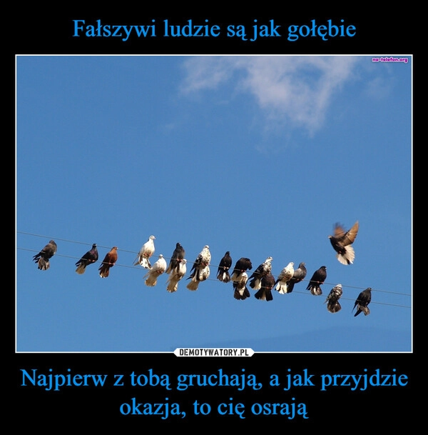 
    Fałszywi ludzie są jak gołębie Najpierw z tobą gruchają, a jak przyjdzie okazja, to cię osrają