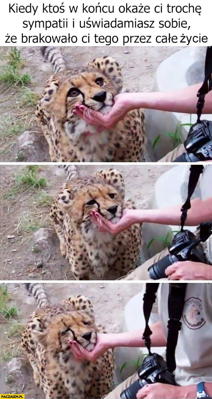 
    Kiedy ktoś w końcu okaże Ci trochę sympatii i uświadamiasz sobie, że brakowało Ci tego przez całe życie tygrys