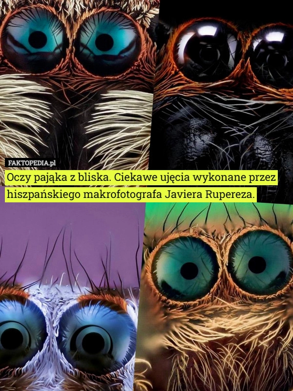 
    Oczy pająka z bliska. Ciekawe ujęcia wykonane przez hiszpańskiego makrofotografa...