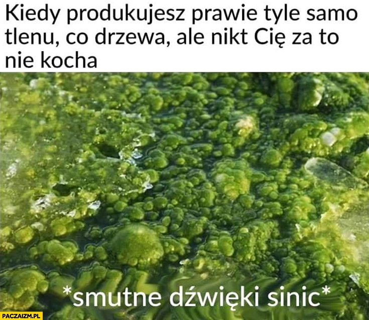 
    Sinice kiedy produkujesz prawie tyle samo tlenu co drzewa ale nikt Cię za to nie kocha smutne dźwięki sinic