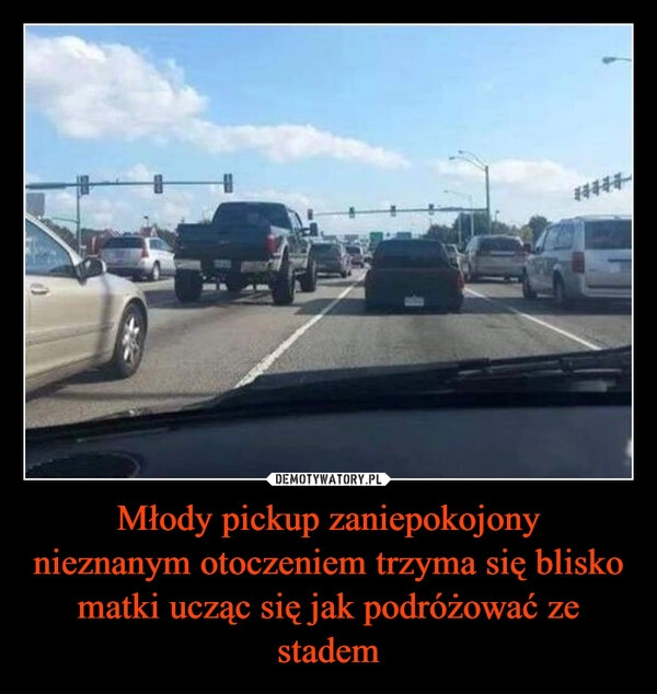 
    Młody pickup zaniepokojony
nieznanym otoczeniem trzyma się blisko matki ucząc się jak podróżować ze stadem