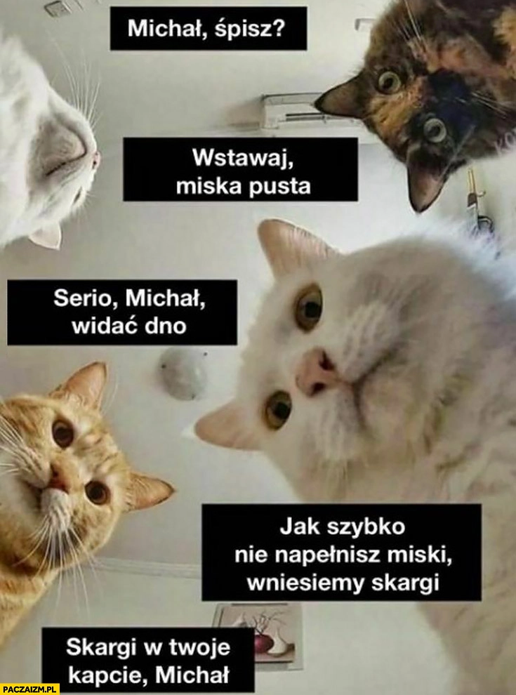 Koty Michał śpisz? Wstawaj miska pusta, jak nie napełnisz wniesiemy skargi w Twoje kapcie