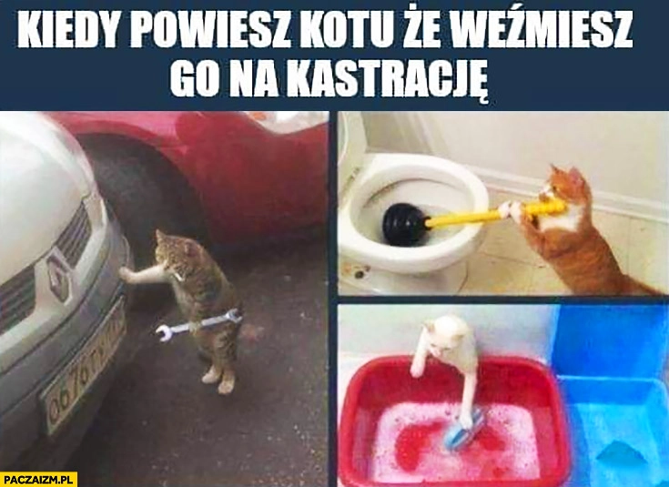 
    Kiedy powiesz kotu, że weźmiesz go na kastrację pomaga w domu