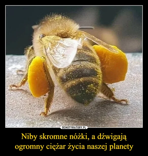 Niby skromne nóżki, a dźwigają ogromny ciężar życia naszej planety