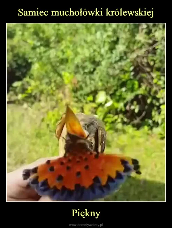 
    Samiec muchołówki królewskiej Piękny