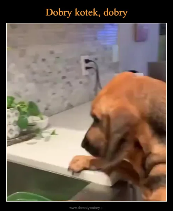 
    Dobry kotek, dobry