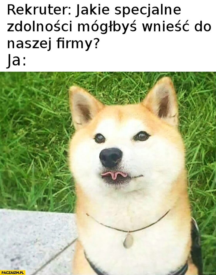 
    Rekruter: jakie specjalne zdolności mógłbyś wnieść do naszej firmy? Ja: język w harmonijkę pies