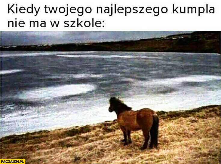 
    Kiedy Twojego najlepszego kumpla nie ma w szkole smutny koń patrzy w morze na wodę