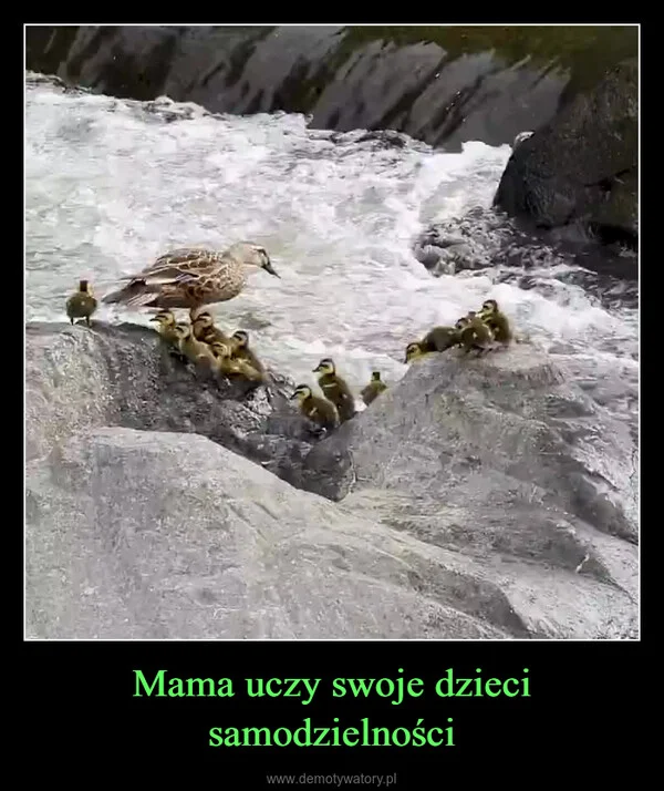 
    Mama uczy swoje dzieci samodzielności