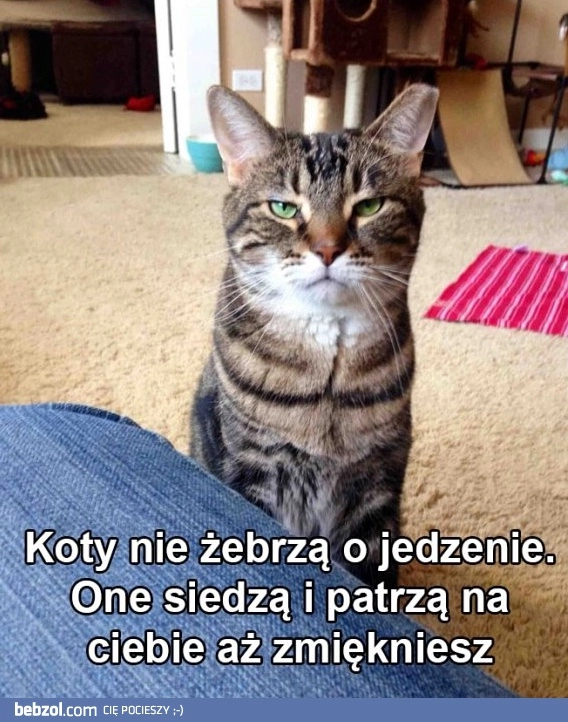 
    Koty nie żebrzą