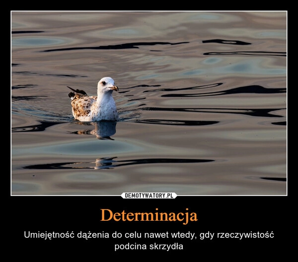 
    Determinacja