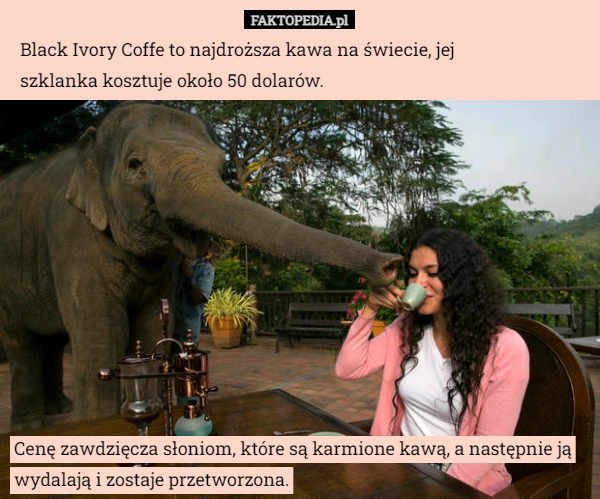 
    
			Black Ivory Coffe to najdroższa kawa na świecie, jej szklanka kosztuje					