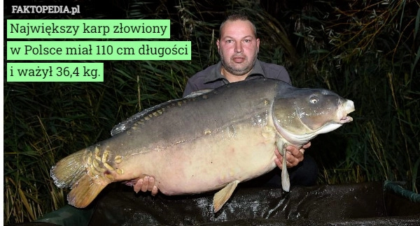 
    
			Największy karp złowiony w Polsce miał 110 cm długości i ważył 36,4 kg.					