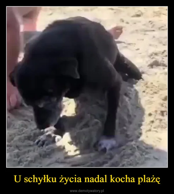 
    U schyłku życia nadal kocha plażę