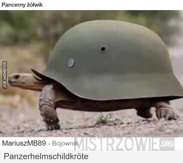 
    Pancerny żółwik