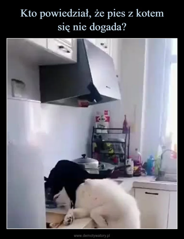 Kto powiedział, że pies z kotem się nie dogada?