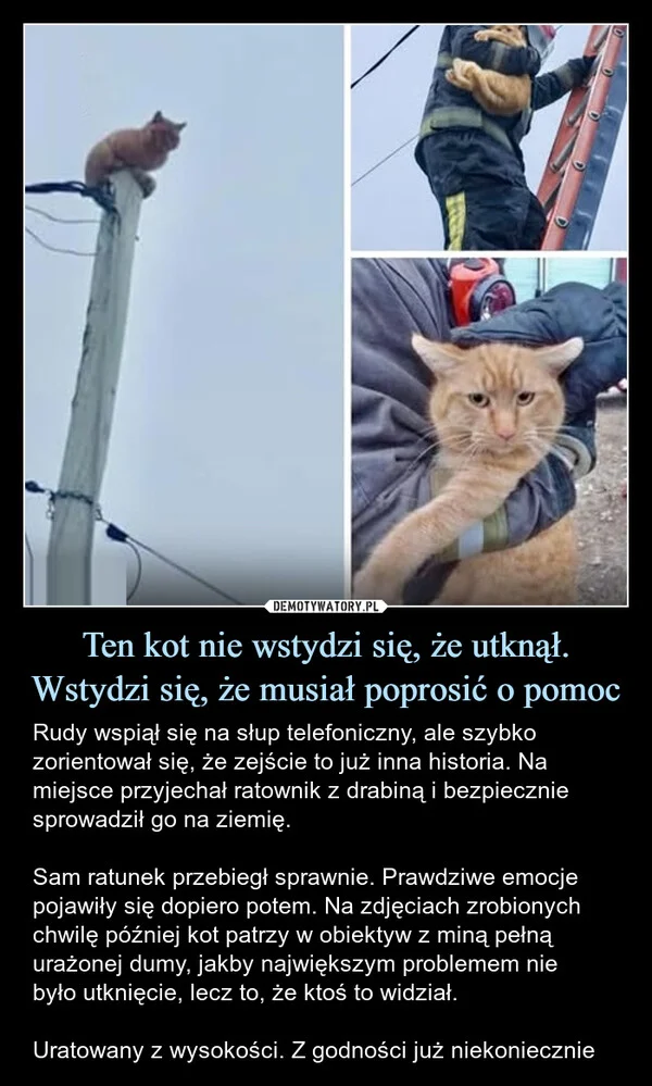 
    Ten kot nie wstydzi się, że utknął. Wstydzi się, że musiał poprosić o pomoc