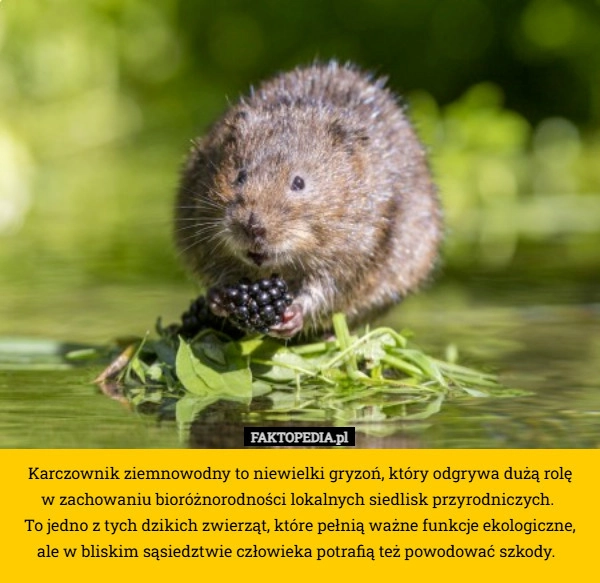 
    Karczownik ziemnowodny to niewielki gryzoń, który odgrywa dużą rolę
 w zachowaniu