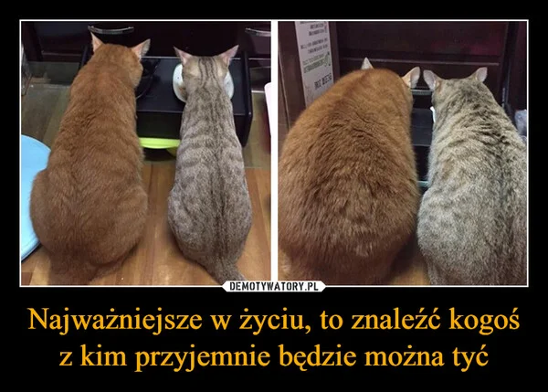 
    Najważniejsze w życiu, to znaleźć kogoś z kim przyjemnie będzie można tyć