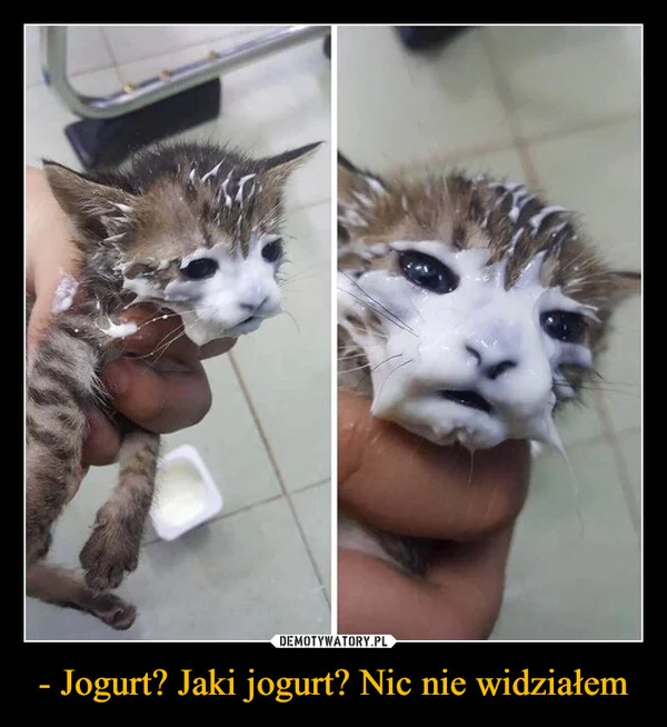 
    - Jogurt? Jaki jogurt? Nic nie widziałem