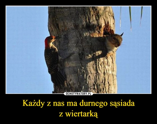 
    Każdy z nas ma durnego sąsiada
z wiertarką