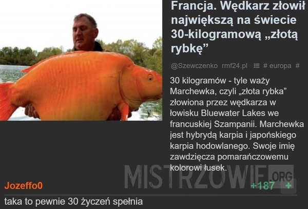 
    
			Rybka					