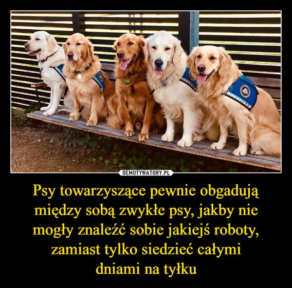 
    Psy towarzyszące pewnie obgadują między sobą zwykłe psy, jakby nie mogły znaleźć sobie jakiejś roboty, zamiast tylko siedzieć całymi dniami na tyłku
