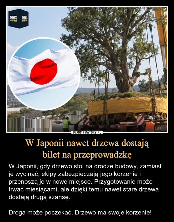 
    W Japonii nawet drzewa dostają bilet na przeprowadzkę