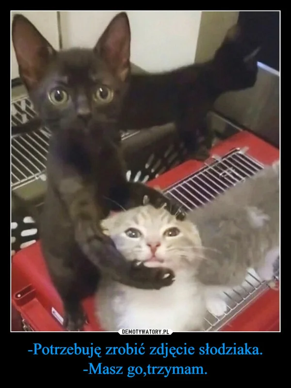 
    -Potrzebuję zrobić zdjęcie słodziaka. -Masz go,trzymam.