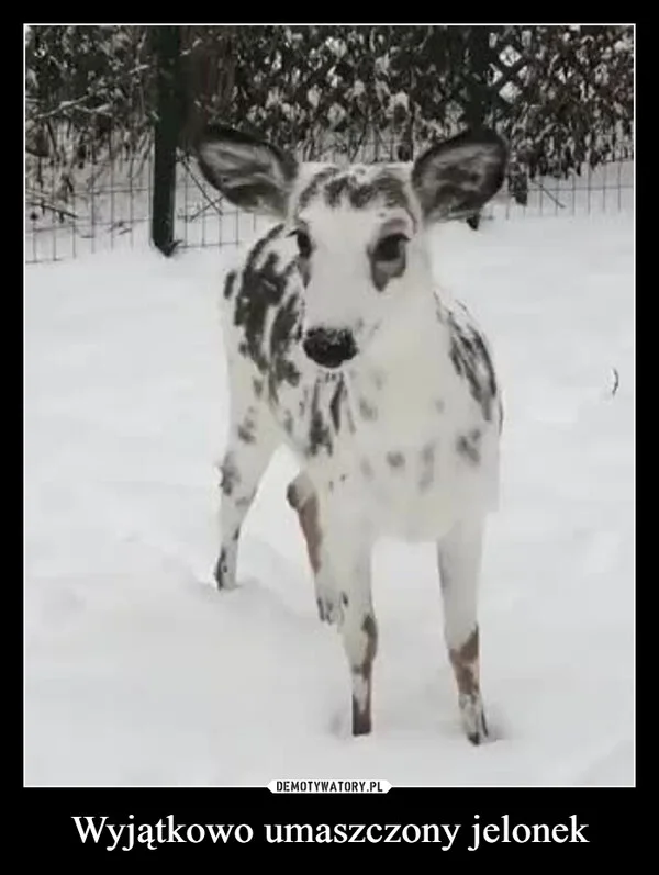 
    Wyjątkowo umaszczony jelonek