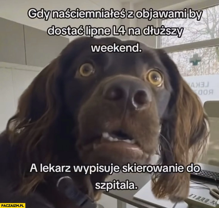 
    Pies gdy naściemniałeś z objawami by dostać lipne L4 na dłuższy weekend a lekarz wypisuje skierowanie do szpitala