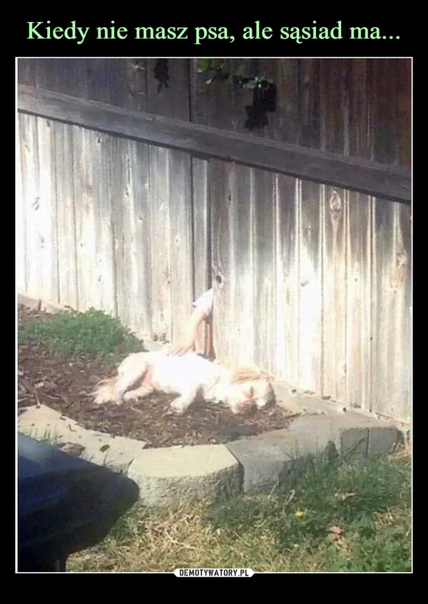 
    Kiedy nie masz psa, ale sąsiad ma...